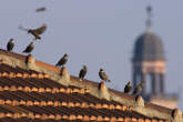 20051107_144245 Storni e torre del Filarete.jpg